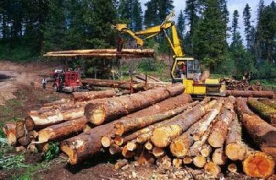 Trafics d'esp&egrave;ces: Madagascar se pr&eacute;pare au prochain rendez-vous de la Cites