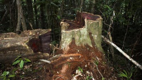 Singapour: ouverture du proc&egrave;s du trafic de bois de rose de Madagascar