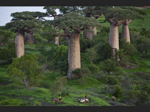 Un activiste en prison pour avoir d&eacute;fendu la for&ecirc;t de Madagascar