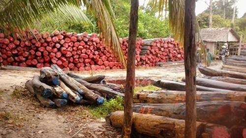 Trafic de bois de rose &agrave; Madagascar: Singapour condamne un de ses ressortissants
